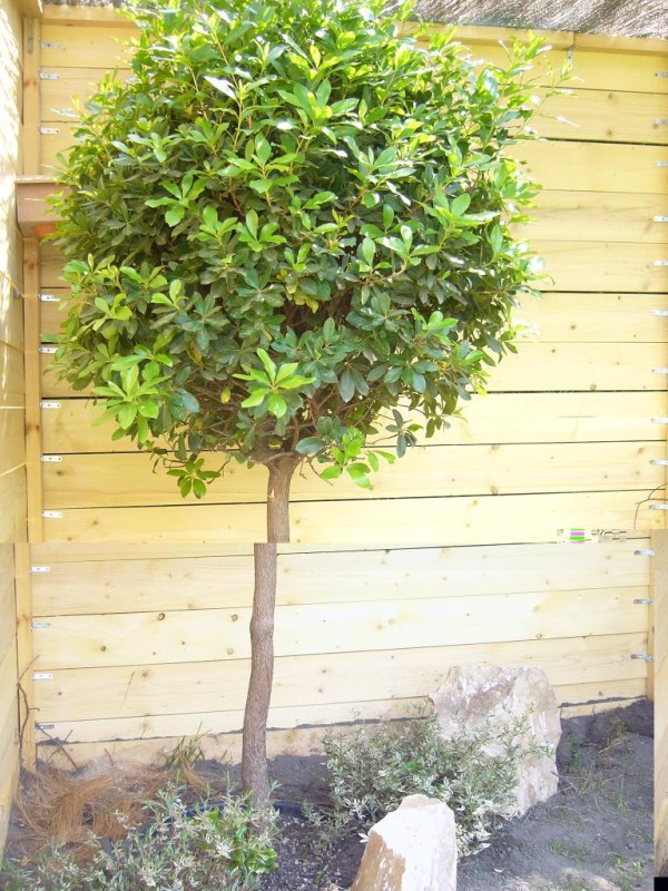 ELEVAGE VOLIERE MC 2.JPG