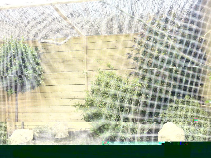 ELEVAGE VOLIERE MC 3.JPG