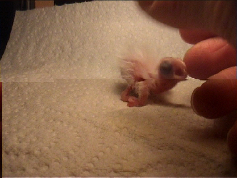 CALIMERO 2 JOURS 1.jpg