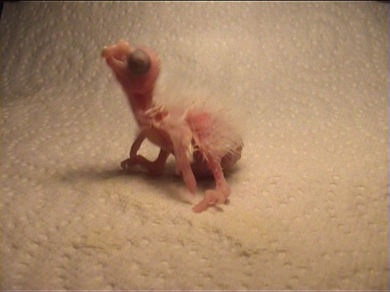 CALIMERO 2 JOURS 2.jpg