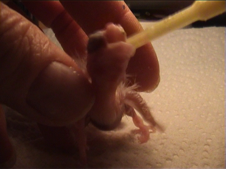 CALIMERO 2 JOURS 3.jpg