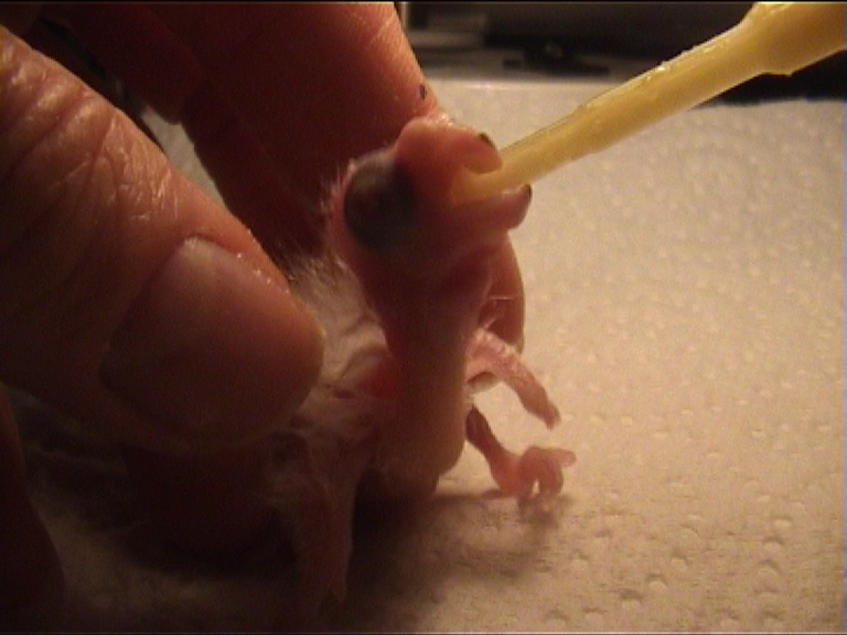 CALIMERO 2 JOURS 4.jpg