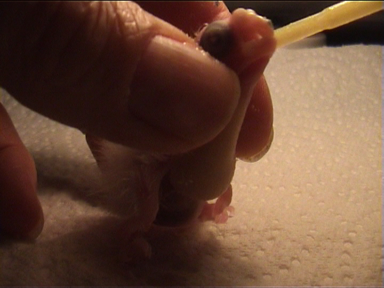 CALIMERO 2 JOURS 5.jpg