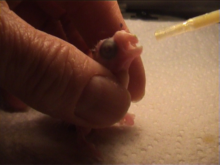 CALIMERO 2 JOURS 6.jpg