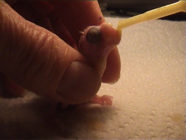 CALIMERO 2 JOURS 7.jpg