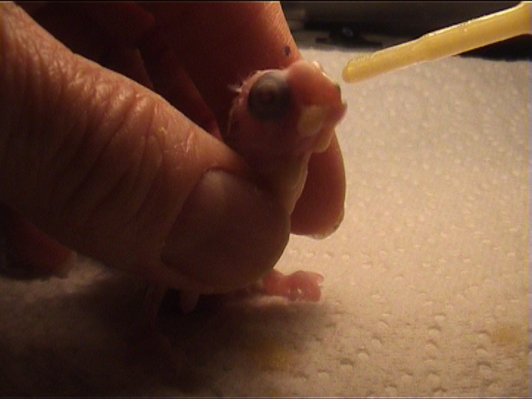 CALIMERO 2 JOURS 8.jpg