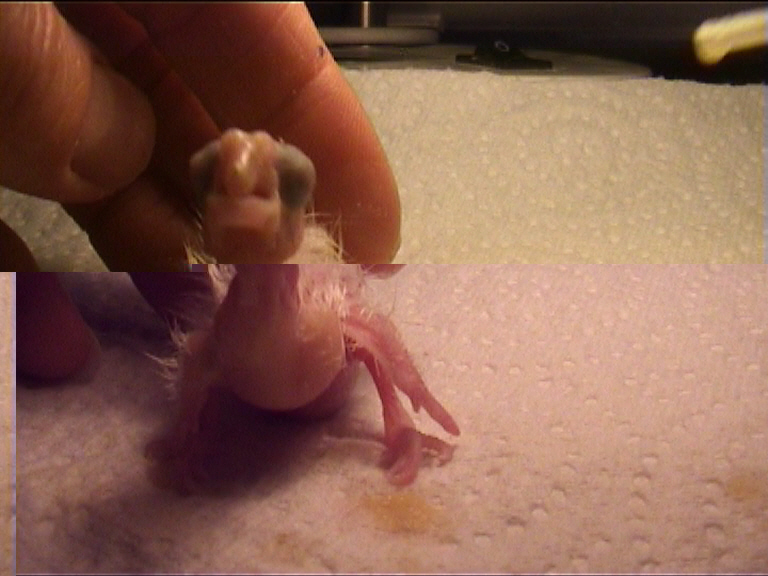 CALIMERO 2 JOURS 9.jpg