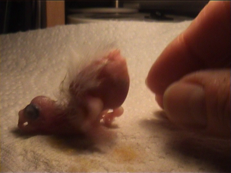 CALIMERO 2 JOURS 10.jpg