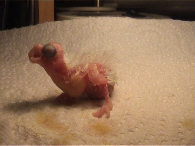 CALIMERO 2 JOURS 11.jpg