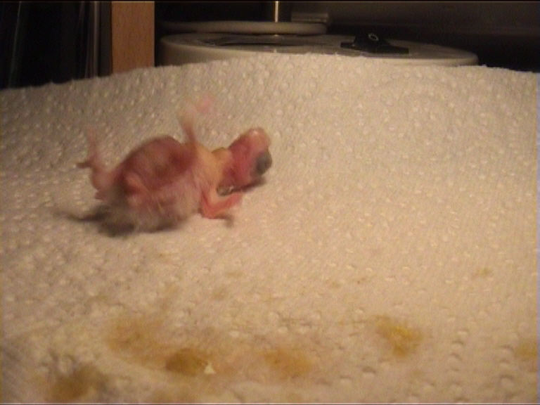 CALIMERO 2 JOURS 12.jpg