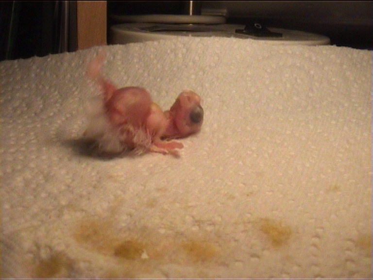 CALIMERO 2 JOURS 13.jpg