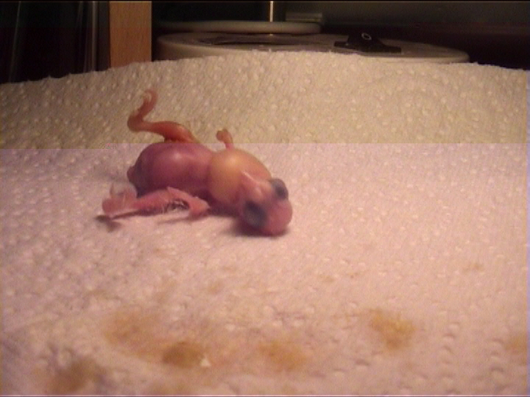 CALIMERO 2 JOURS 14.jpg