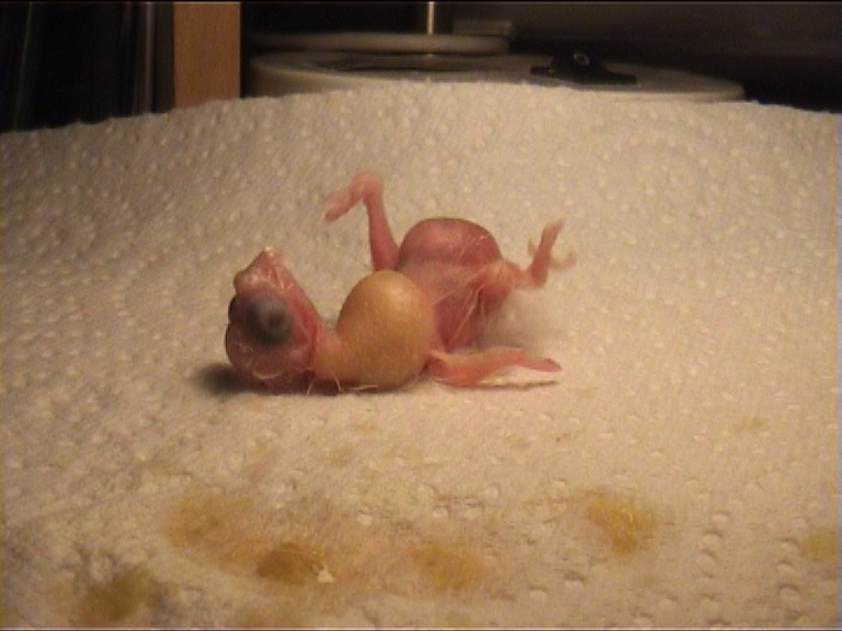 CALIMERO 2 JOURS 15.jpg