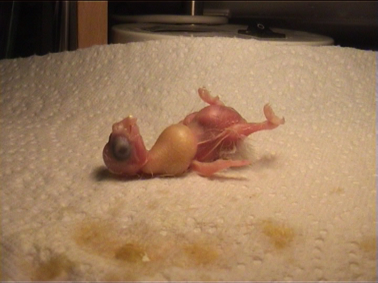 CALIMERO 2 JOURS 16.jpg