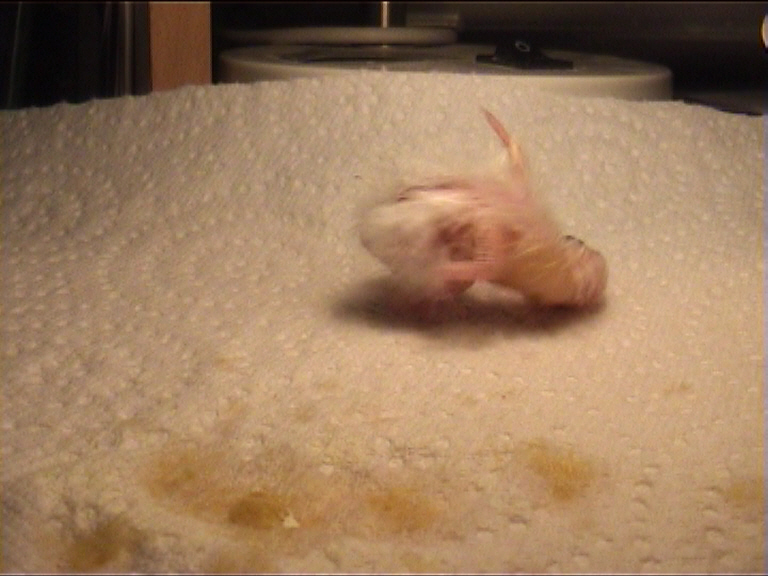 CALIMERO 2 JOURS 17.jpg