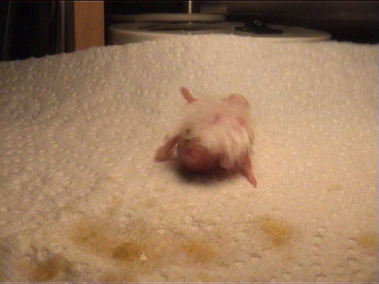 CALIMERO 2 JOURS 18.jpg