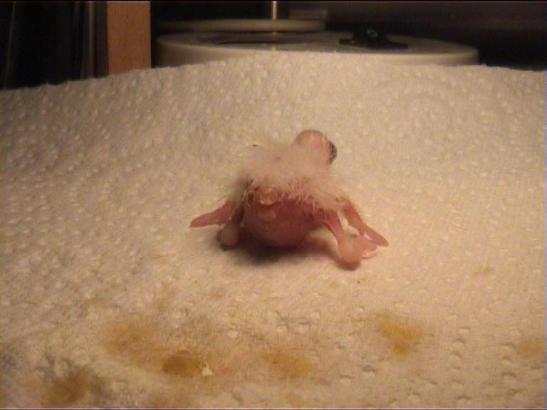 CALIMERO 2 JOURS 19.jpg