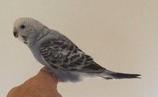 opaline mauve 5 semaines nvc.jpg