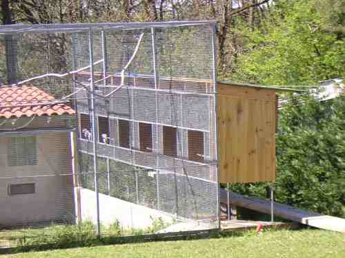 FOTO voliere Gris en colonie finie 2.jpg