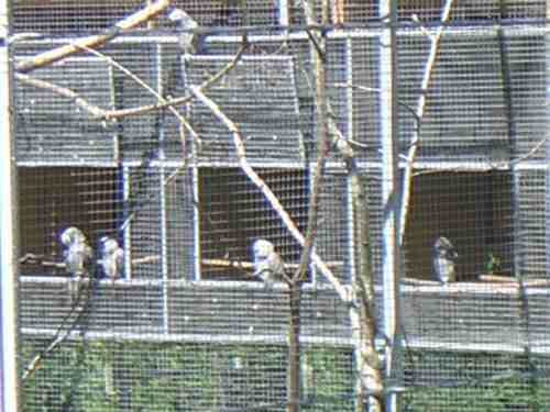 FOTO cage repro finie 1.jpg