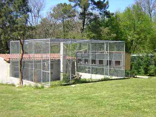 FOTO voliere Gris en colonie finie.jpg