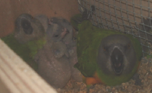 youyou a 3 semaines.JPG