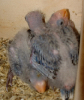 LE 28 avril 2004 premiere niher de mes palliceps.JPG