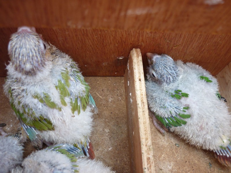 bÃ©bÃ©s pyrrhuras.jpg