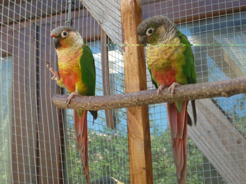 parents pyrrhuras.jpg