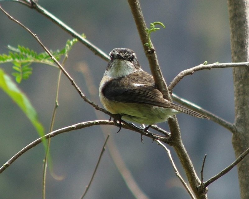 Petit oiseau de mafate vu de face.jpg