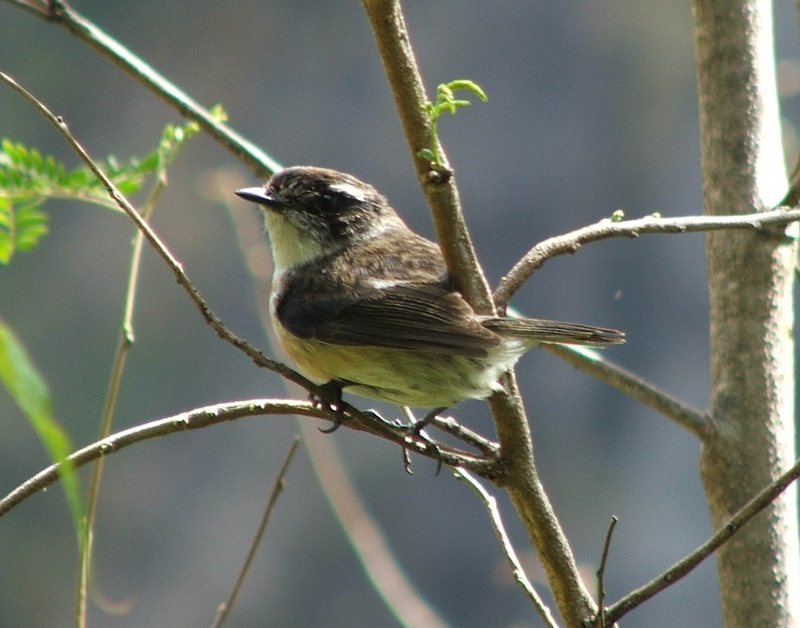 petit oiseau de mafatevu de dos.jpg