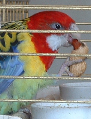 birdy sort ca cacahouette.JPG