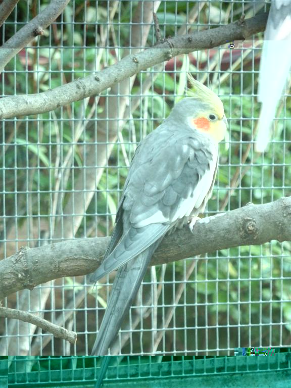 P1010055 (Large).JPG