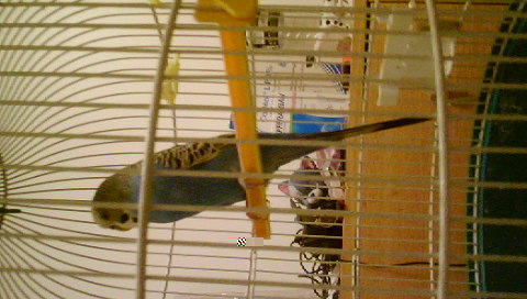 perruche anglaise.JPG