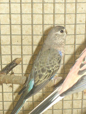 Juillet-Aout 101.jpg