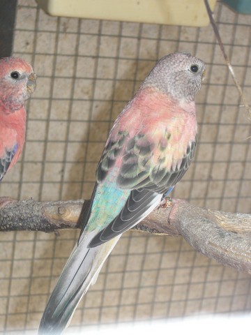 Juillet-Aout 099.jpg