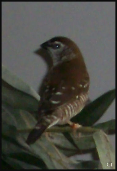 femelle modeste 2.jpg