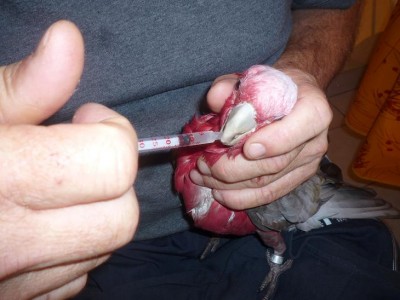 ADMINISTRATION ANTIBIOTIQUE 2.JPG