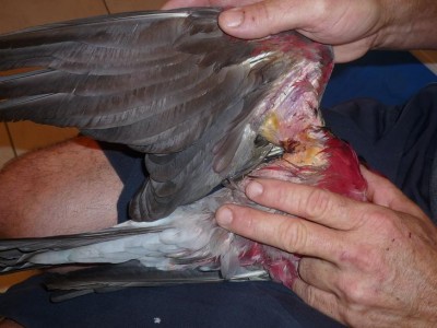 PLAIE 30.08 NÂ°2.JPG