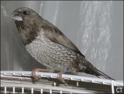 MDJ gris perlÃ©.jpg