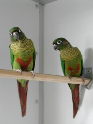 pyrrhura frontalis frontalis.jpg (94.4 Kio) Vu 23970 fois pyrrhura frontalis frontalis.jpg