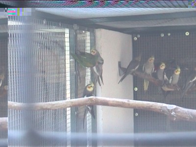 voliÃ¨re ext fond cÃ´tÃ© ciment.jpg