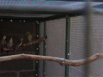 voliÃ¨re ext fond cÃ´tÃ© plexiglass.jpg