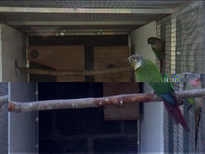 voliÃ¨re ext abri en ciment des 2 cÃ´tÃ©.jpg