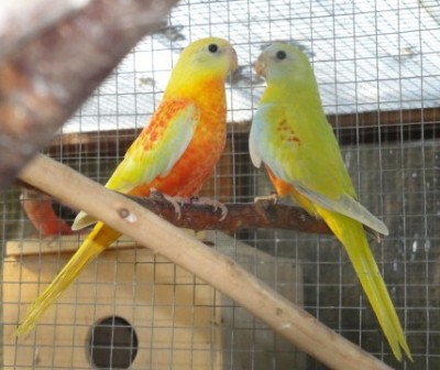 DSC03643 - Copie.JPG