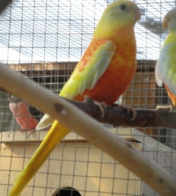 DSC03644 - Copie.JPG