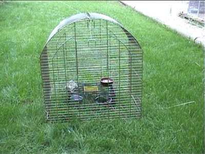 piÃ¨ge pyrrurha.jpg