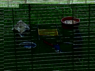 piÃ¨ge pyrrurha 2.jpg