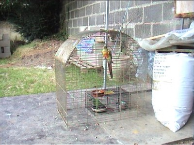 piÃ¨ge pyrrurha 3.jpg