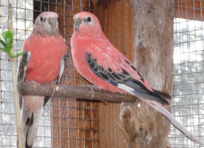 009.jpg (70.41 Kio) Vu 2202 fois 009.jpg